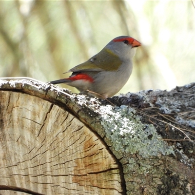 Neochmia temporalis (Red-browed Finch) at Kambah, ACT - 9 Sep 2025 by LineMarie