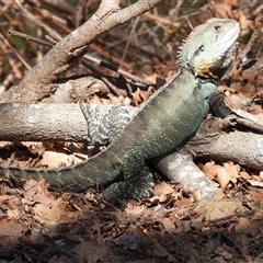 Intellagama lesueurii howittii (Gippsland Water Dragon) at Uriarra Village, ACT - 9 Sep 2025 by LineMarie