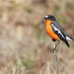 Petroica phoenicea (Flame Robin) at Kambah, ACT - 9 Sep 2025 by LineMarie