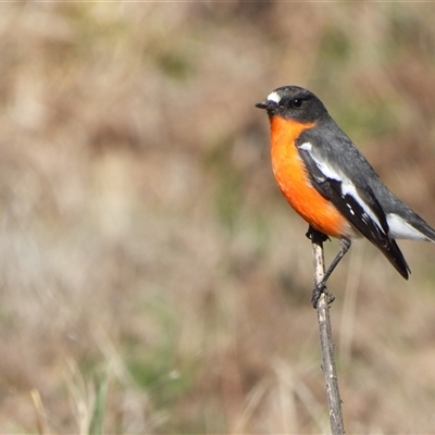 Petroica phoenicea (Flame Robin) at Kambah, ACT - 9 Sep 2025 by LineMarie