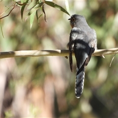 Cacomantis flabelliformis (Fan-tailed Cuckoo) at Kambah, ACT - 9 Sep 2025 by LineMarie