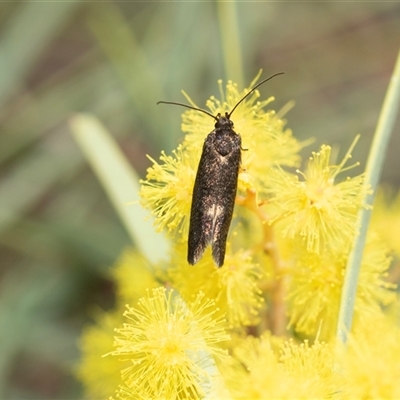 Leistomorpha brontoscopa (A concealer moth) at Scullin, ACT - 9 Sep 2025 by AlisonMilton