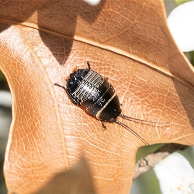Ellipsidion australe (Austral Ellipsidion cockroach) at Higgins, ACT - 9 Sep 2025 by AlisonMilton