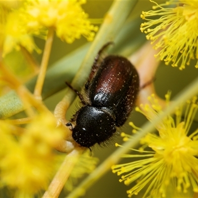 Heteronyx dimidiatus (Dimidiatus scarab beetle) at Scullin, ACT - 9 Sep 2025 by AlisonMilton