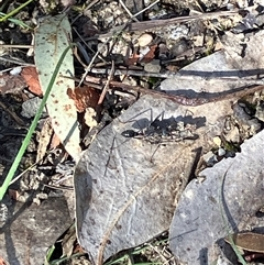 Myrmecia sp. (genus) (Bull ant or Jack Jumper) at Canyonleigh, NSW - 9 Sep 2025 by blacksheep