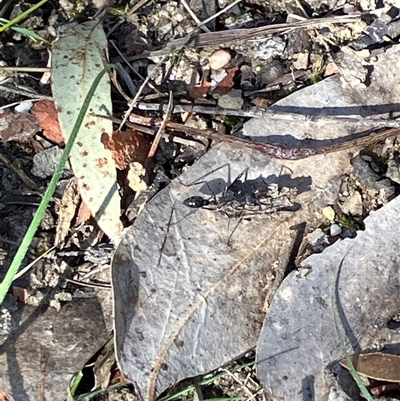 Myrmecia sp. (genus) (Bull ant or Jack Jumper) at Canyonleigh, NSW - 9 Sep 2025 by blacksheep