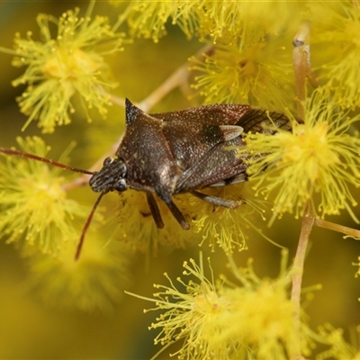 Oechalia schellenbergii (Spined Predatory Shield Bug) at Scullin, ACT - 9 Sep 2025 by AlisonMilton