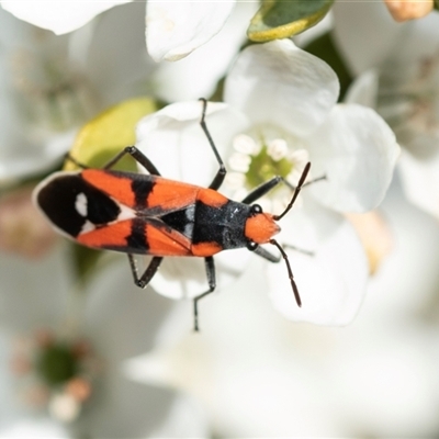 Melanerythrus mactans (A seed bug) at Higgins, ACT - 9 Sep 2025 by AlisonMilton