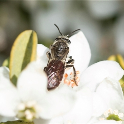 Lasioglossum (Parasphecodes) sp. (genus & subgenus) (Halictid bee) at Higgins, ACT - 9 Sep 2025 by AlisonMilton