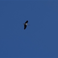 Threskiornis spinicollis (Straw-necked Ibis) at Hall, ACT - 6 Sep 2025 by Anna123