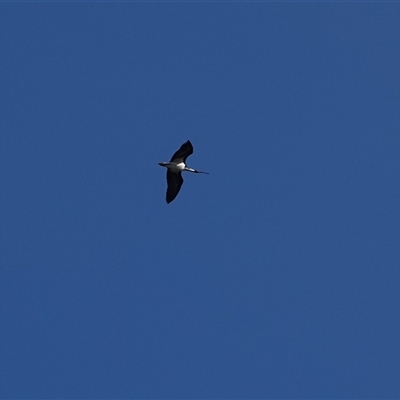 Threskiornis spinicollis (Straw-necked Ibis) at Hall, ACT - 6 Sep 2025 by Anna123