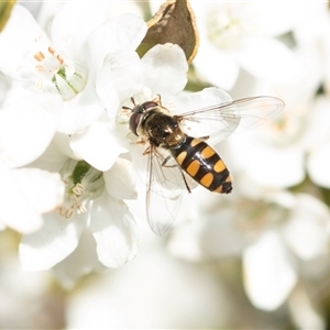 Melangyna viridiceps (Hover fly) at Higgins, ACT - 9 Sep 2025 by AlisonMilton