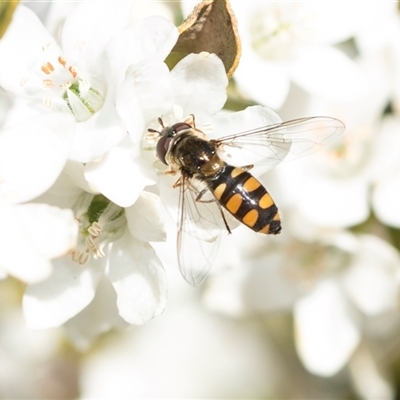 Melangyna viridiceps (Hover fly) at Higgins, ACT - 9 Sep 2025 by AlisonMilton