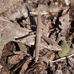 Keyacris scurra (Key's Matchstick Grasshopper) at Hall, ACT - 9 Sep 2025 by Anna123