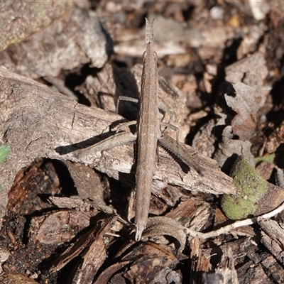 Keyacris scurra (Key's Matchstick Grasshopper) at Hall, ACT - 9 Sep 2025 by Anna123