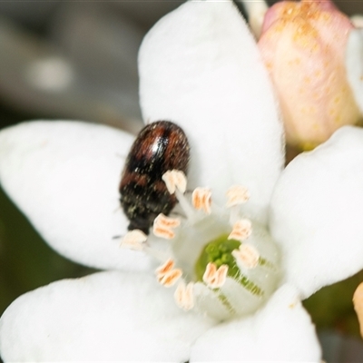 Eurhopalus froggatti (Dermestid beetle, Skin beetle) at Higgins, ACT - 9 Sep 2025 by AlisonMilton