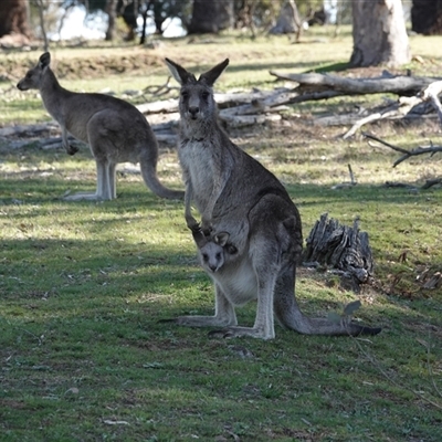 Macropus giganteus (Eastern Grey Kangaroo) at Hall, ACT - 6 Sep 2025 by Anna123