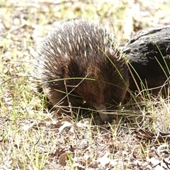Tachyglossus aculeatus (Short-beaked Echidna) at Hall, ACT - 6 Sep 2025 by Anna123