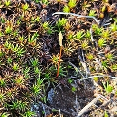 Polytrichum at Whitlam, ACT - 9 Sep 2025 by sangio7