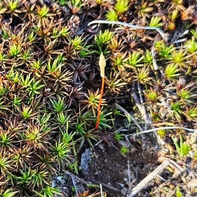 Polytrichum at Whitlam, ACT - 9 Sep 2025 by sangio7