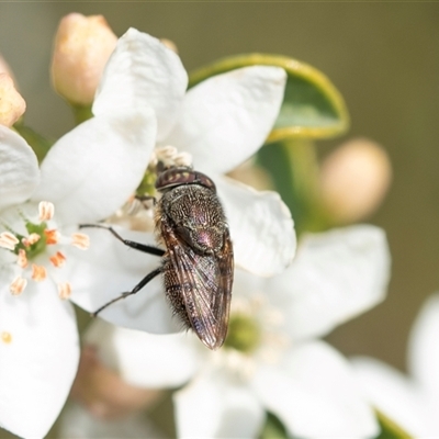 Stomorhina discolor (Snout fly) at Higgins, ACT - 9 Sep 2025 by AlisonMilton