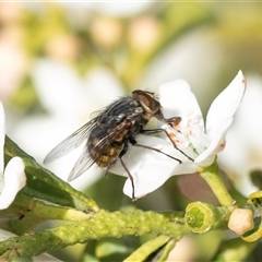 Muscidae (family) (Unidentified muscid fly) at Higgins, ACT - 9 Sep 2025 by AlisonMilton