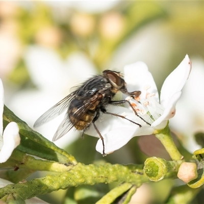 Muscidae (family) (Unidentified muscid fly) at Higgins, ACT - 9 Sep 2025 by AlisonMilton