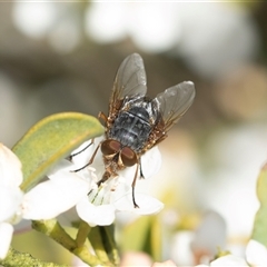 Calliphora sp. (genus) (Unidentified blowfly) at Higgins, ACT - 9 Sep 2025 by AlisonMilton