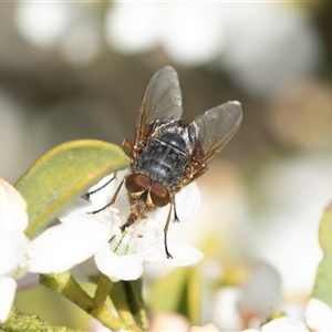 Calliphora sp. (genus) (Unidentified blowfly) at Higgins, ACT - 9 Sep 2025 by AlisonMilton