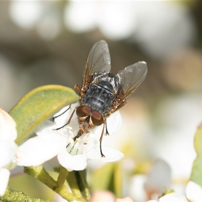 Calliphora sp. (genus) (Unidentified blowfly) at Higgins, ACT - 9 Sep 2025 by AlisonMilton