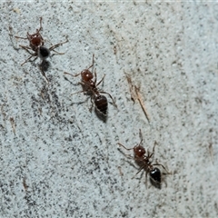 Crematogaster sp. (genus) (Acrobat ant, Cocktail ant) at Hawker, ACT - 24 Aug 2025 by AlisonMilton