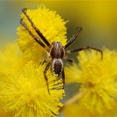Unverified Orb-weaving spider (several families) at Hawker, ACT - 24 Aug 2025 by AlisonMilton