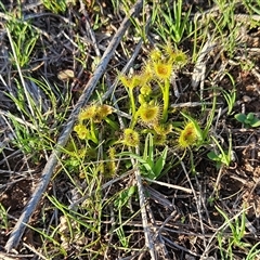 Drosera (genus) (A Sundew) at Belconnen, ACT - 9 Sep 2025 by sangio7