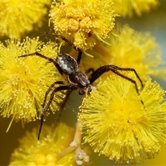 Backobourkia heroine (Heroic Orb-weaver) at Hawker, ACT - 24 Aug 2025 by AlisonMilton