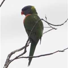 Trichoglossus moluccanus (Rainbow Lorikeet) at Hall, ACT - 10 Sep 2025 by Anna123