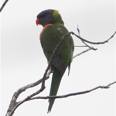 Trichoglossus moluccanus (Rainbow Lorikeet) at Hall, ACT - 10 Sep 2025 by Anna123