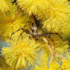 Australomisidia cruentata (Blood-stained Flower Spider) at Hawker, ACT - 24 Aug 2025 by AlisonMilton