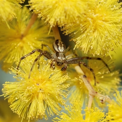 Australomisidia cruentata (Blood-stained Flower Spider) at Hawker, ACT - 24 Aug 2025 by AlisonMilton