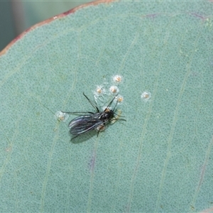 Glycaspis sp. (genus) at Scullin, ACT - 24 Aug 2025 by AlisonMilton