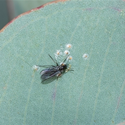 Glycaspis sp. (genus) at Scullin, ACT - 24 Aug 2025 by AlisonMilton