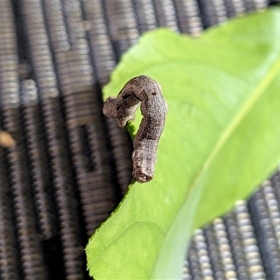 Geometridae (family) IMMATURE at  - suppressed by chriselidie