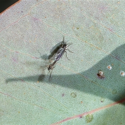 Bibionomorpha (infraorder) (Unidentified Gnat, Gall Midge or March Fly) at Scullin, ACT - 24 Aug 2025 by AlisonMilton