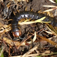 Cormocephalus sp.(genus) at Braemar, NSW - 8 Sep 2025 by Curiosity