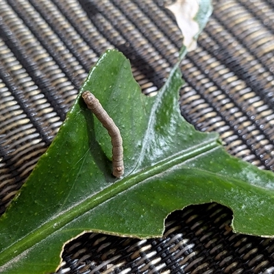 Geometridae (family) IMMATURE at  - suppressed by chriselidie