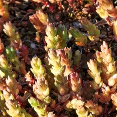 Crassula sieberiana (Austral Stonecrop) at Whitlam, ACT - 9 Sep 2025 by sangio7