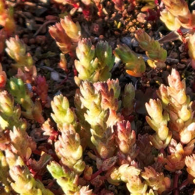 Crassula sieberiana (Austral Stonecrop) at Whitlam, ACT - 9 Sep 2025 by sangio7
