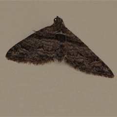 Phrissogonus laticostata (Apple looper moth) at Hall, ACT - 9 Sep 2025 by Anna123