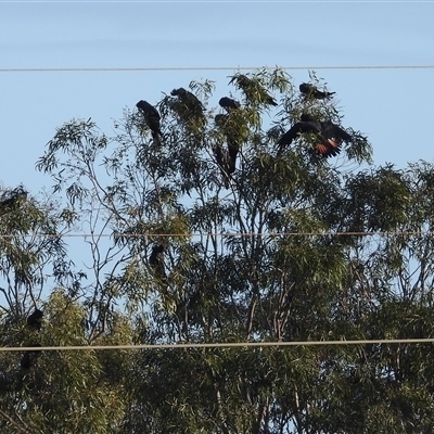 Calyptorhynchus banksii (Red-tailed Black-cockatoo) at Avoca, QLD - 26 Aug 2025 by Gaylesp8