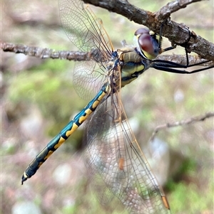 Hemicordulia tau (Tau Emerald) at Koorawatha, NSW - 30 Aug 2025 by KooragindiJohn