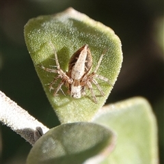 Oxyopes (genus) (Lynx spider) at Hall, ACT - 9 Sep 2025 by Anna123